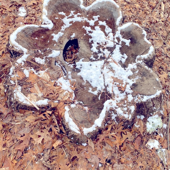 Meet your Posher, Anne - Picture 1 of 1